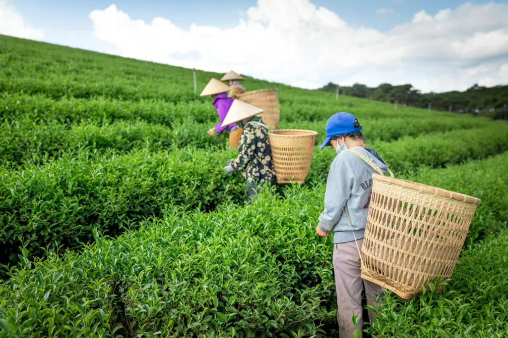 Unrecognizable people collecting tea in field, organic food benefits, healthier life